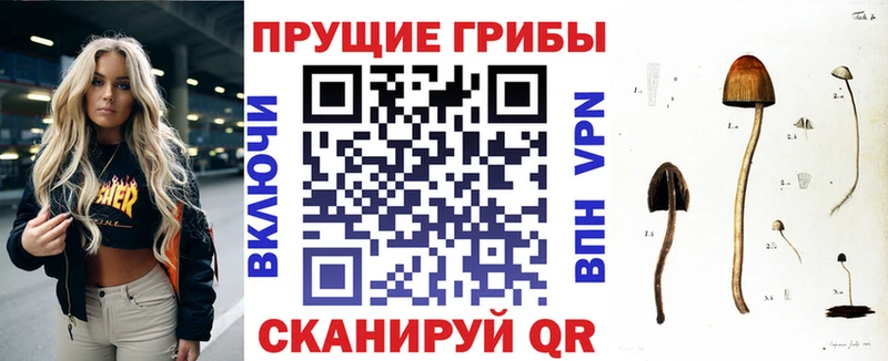 Псилоцибиновые грибы Cubensis  Купить  Дубна 